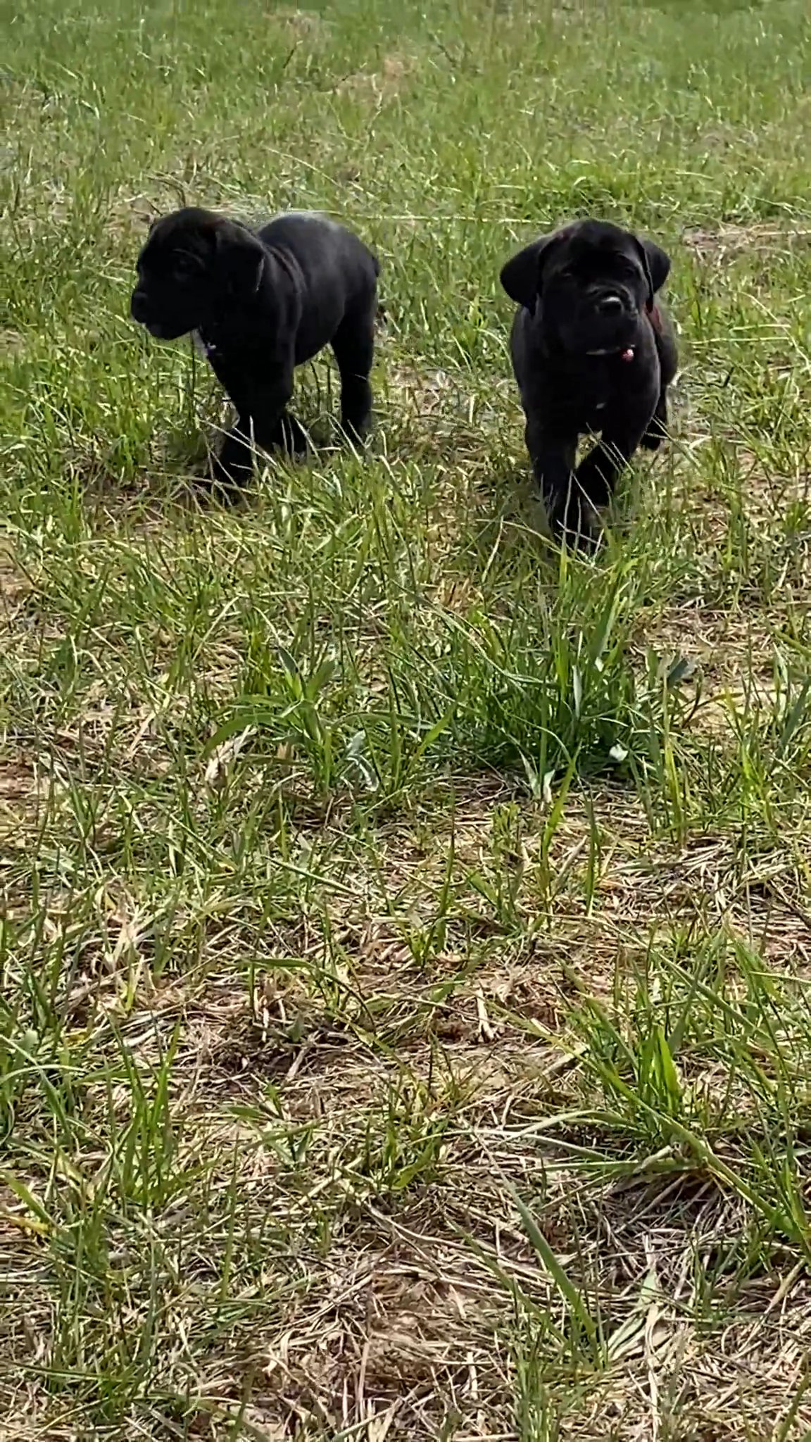 AKC Cane Corso