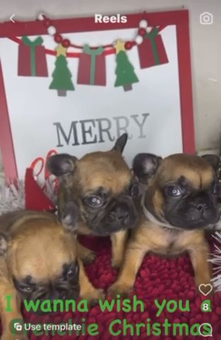 Frenchies