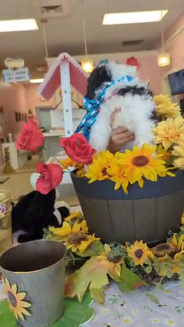 *SOLD* F1B Mini Bernedoodle BOY (DroLock)