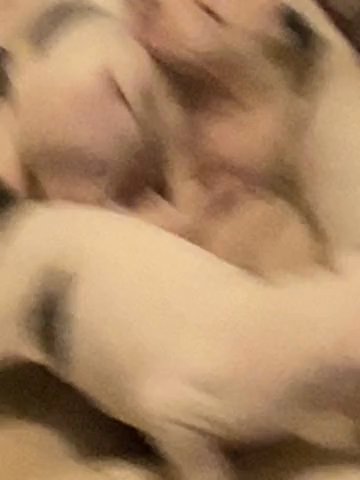 American Pitbull Terrier