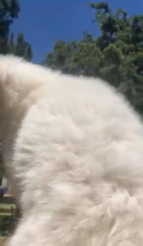 Polar bear faced pomsky Girl