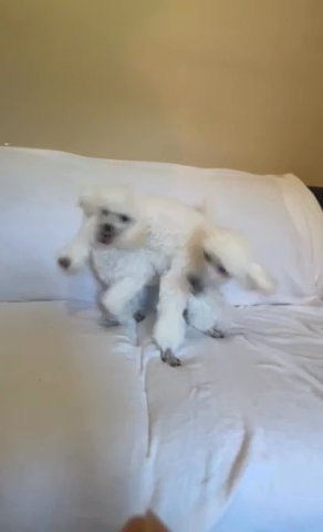5 Month Old White Toy Poodles (sold)