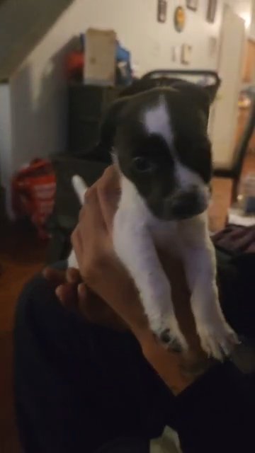 I'm allergic to the puppies.