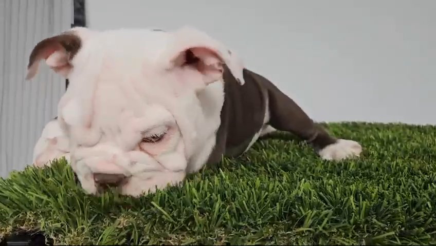 English bulldog