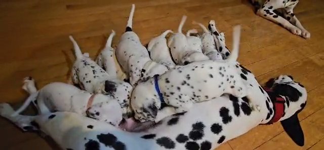 Dalmatians Available.