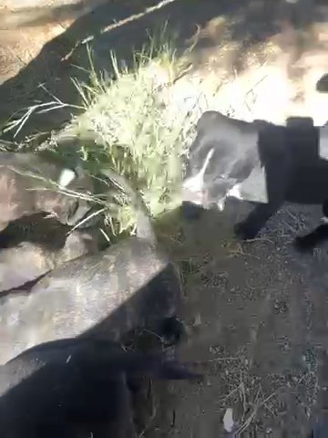 Selling Mix corso puppies