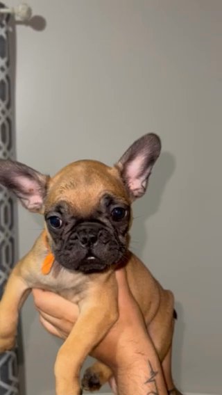 Frenchies Available