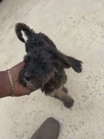 11 Week Goldendoodle