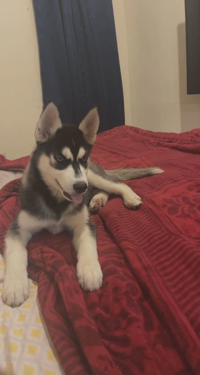Needs a loving Home