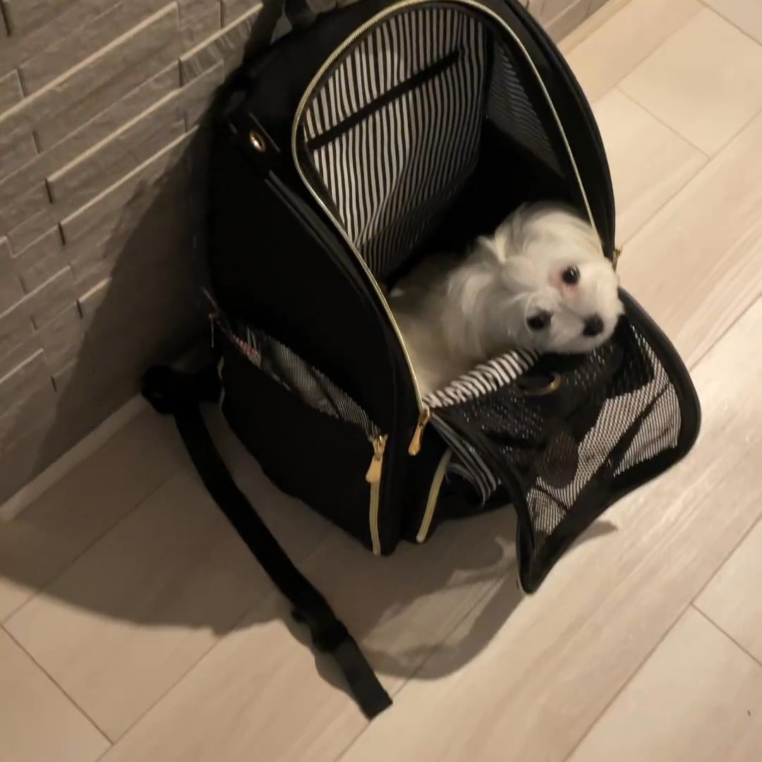 Chihuahua puppy