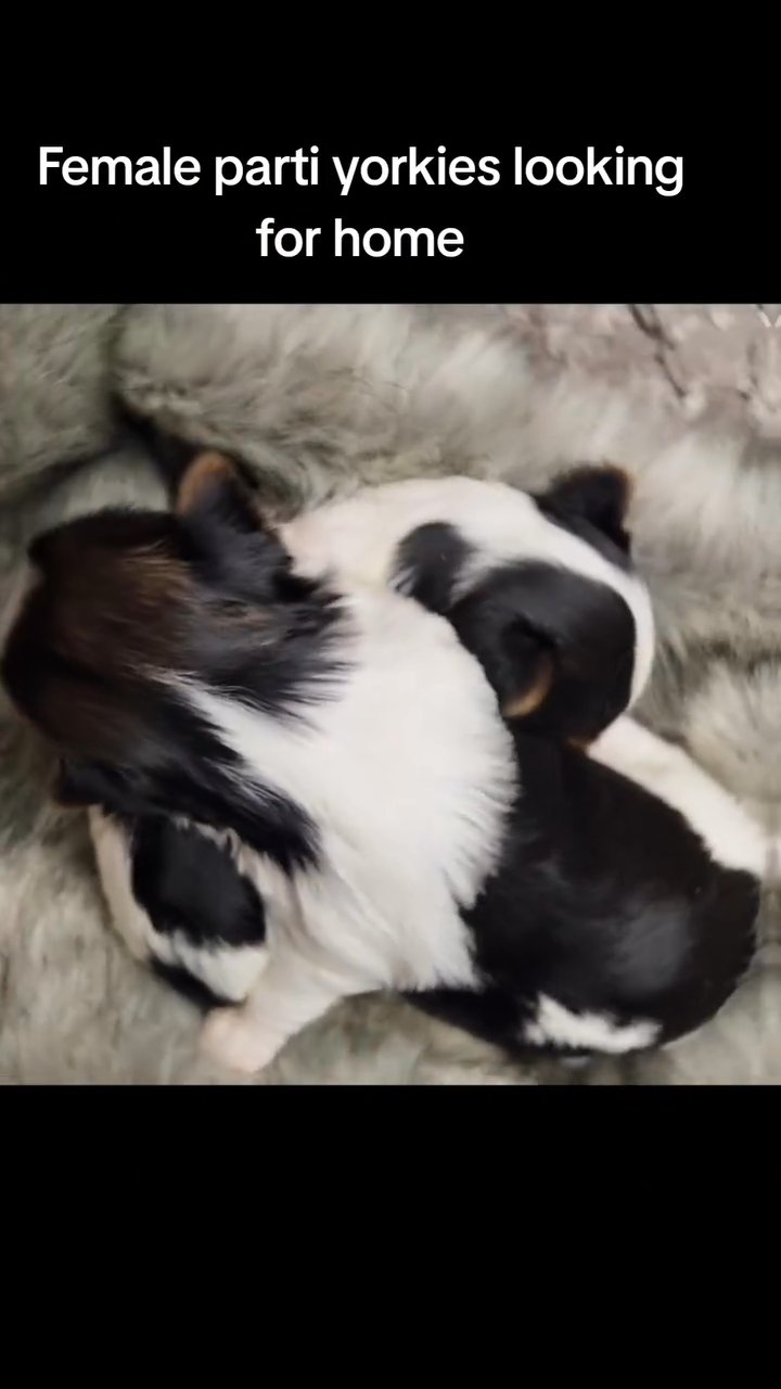 female parti yorkie