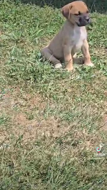 Muscle-Mastiff