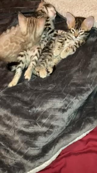 F4SBT Bengal kittens