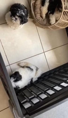 Shih Tzu Puppies
