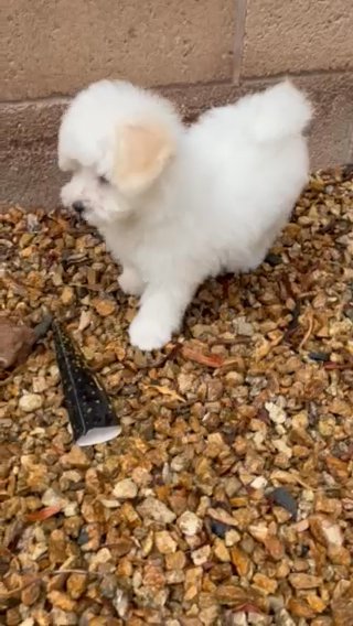 Bichon Frisé