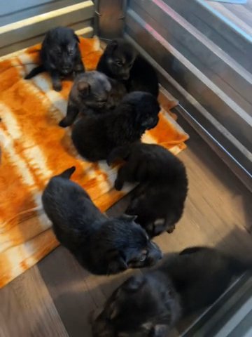 German Shepherd Puppies