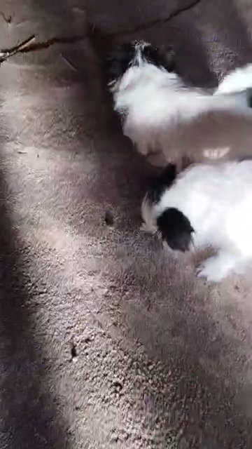 jack-a-poo pups