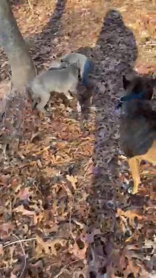 All grey Female American Staffordshire
