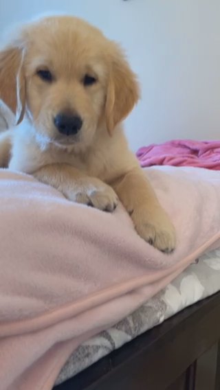 Golden Retriever’s