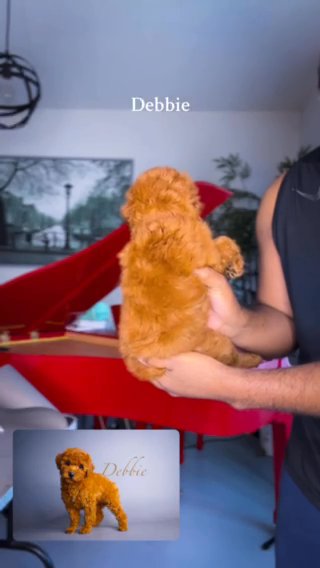 Red Toy Poodle (Debbie)
