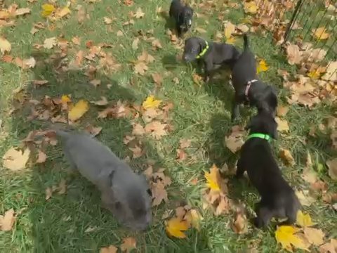 Akc Great Danes