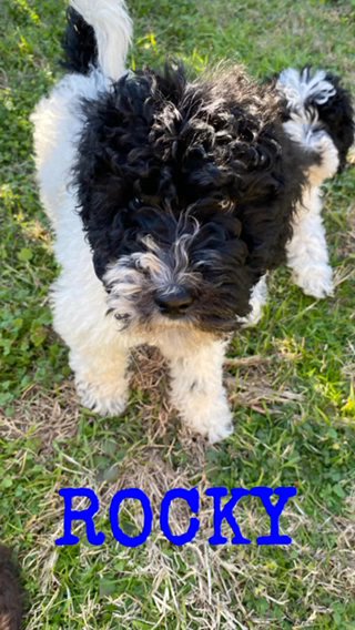 PRICE REDUCED!! CKC Parti Poodles?
