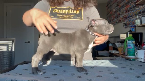 Micro Bully