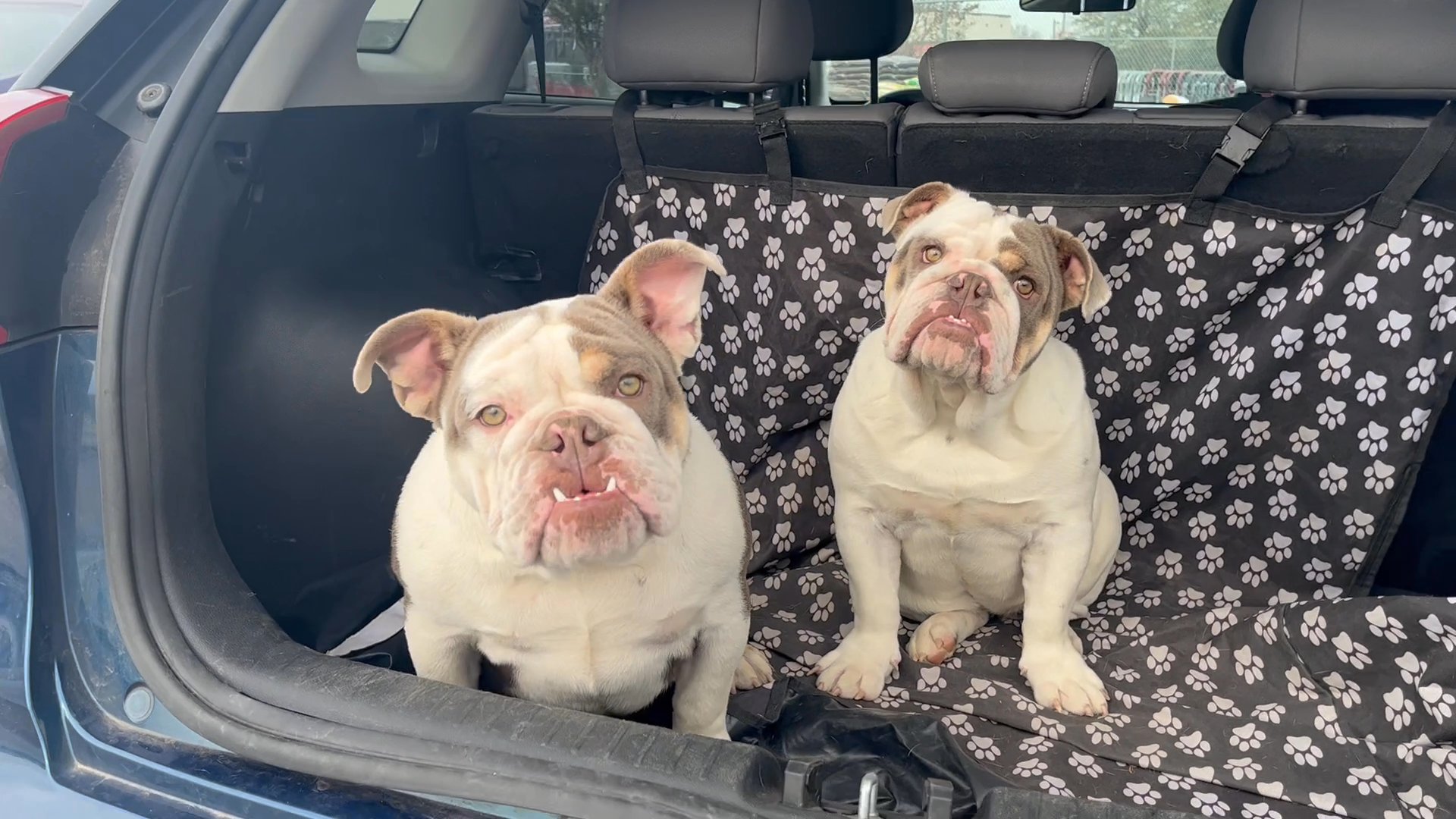English Bulldog pups