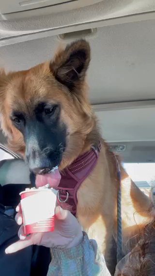 Rue German Sheperd 9 Months Old