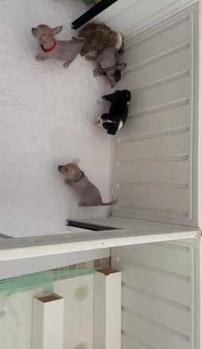 ChiChi Pups!!