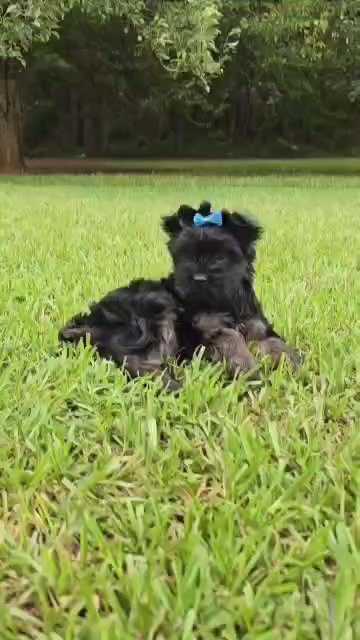 SOLD AKC Yorkie ?