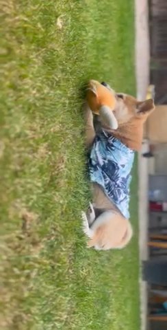 Shiba Inu For Sale!