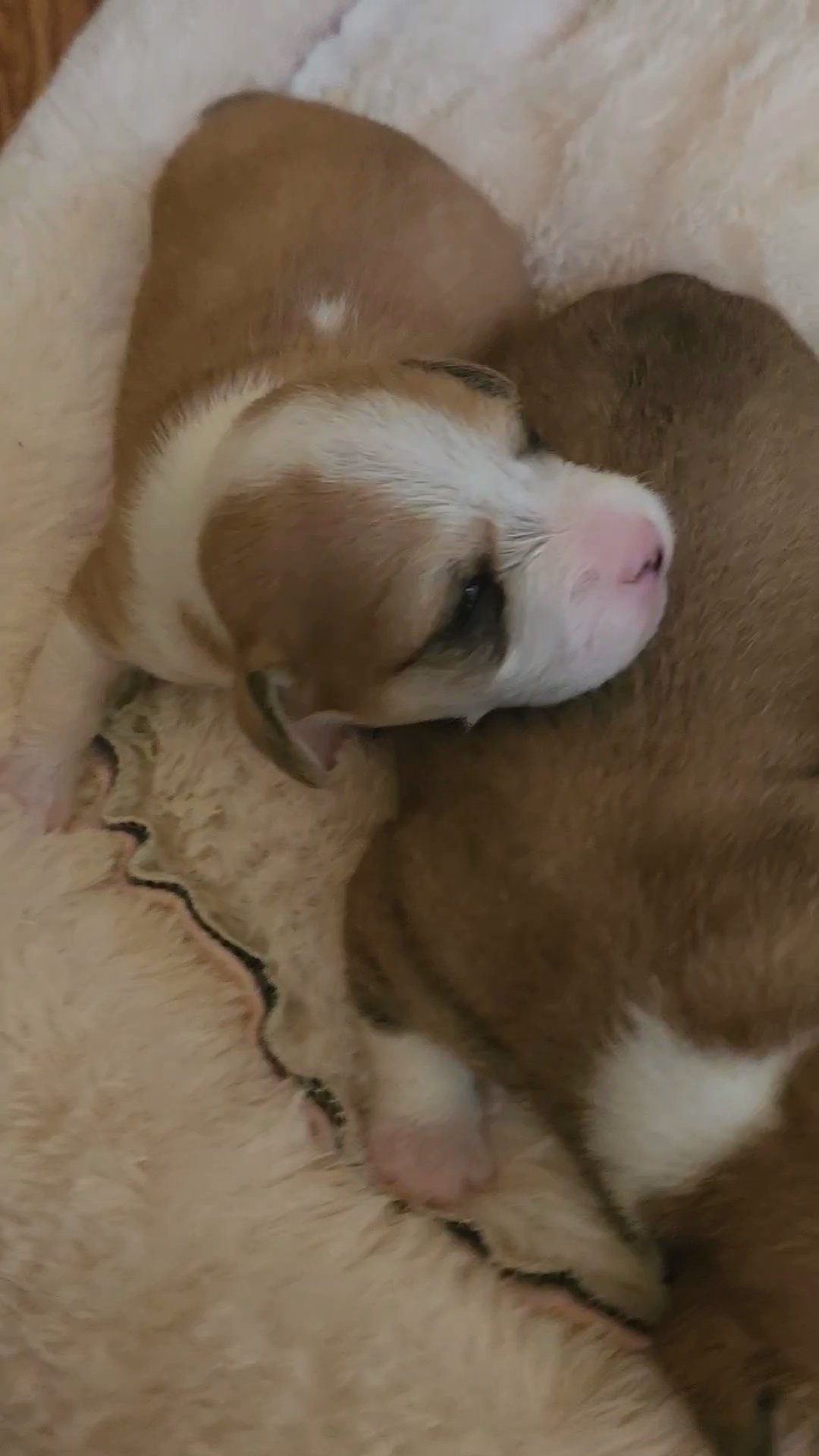shichi puppies for rehoming soon