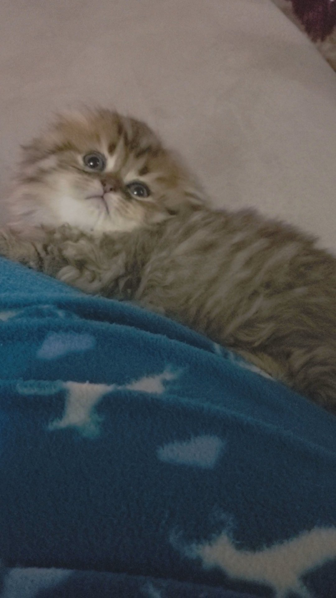 Scotish fold kitten chico