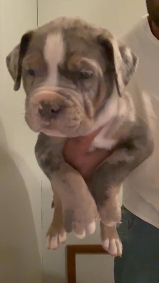 Male Xl Bully Pup