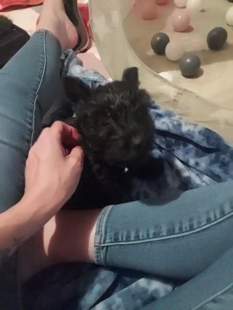 Mavis 8 week old Scottish Terrier