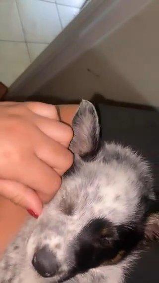 Blue Heeler For Sale