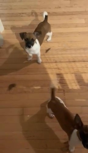 Meet The Gang, Jack-Tzu American Hairless