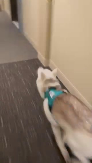 White German Shepard/Siberian Husky Mi