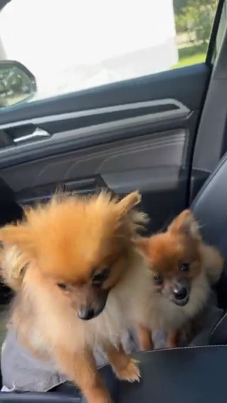 Pomeranian