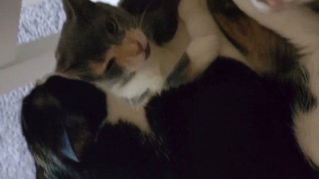 Free Fur Babies