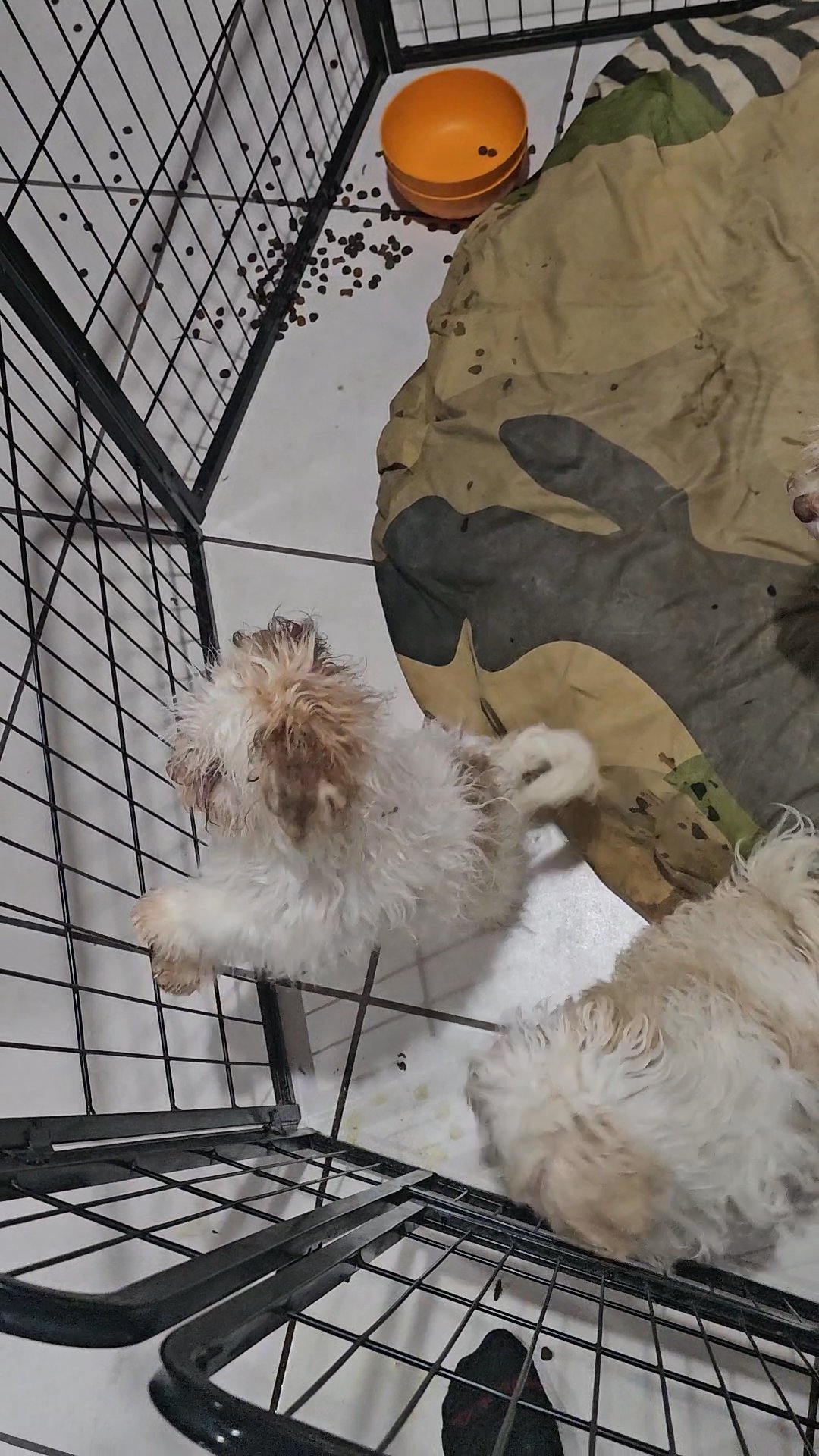 puppies multes and shitzu