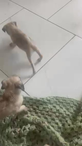 Amazing Pug Puppies