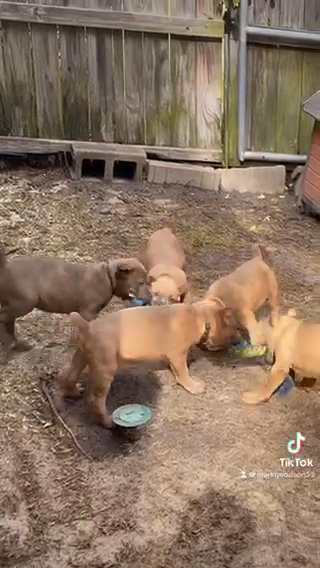 Cane Corso Puppies Playing