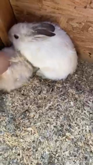 baby bunnies for sale