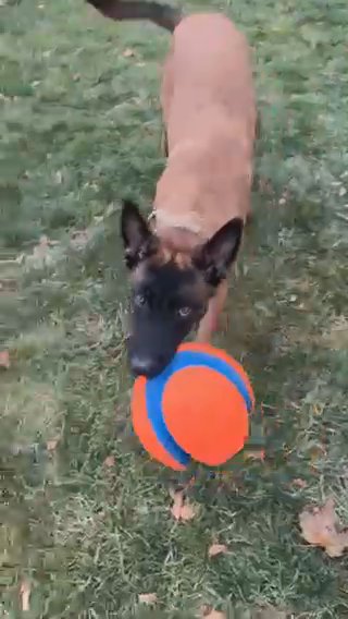 6 Month Old Belgian Malinois