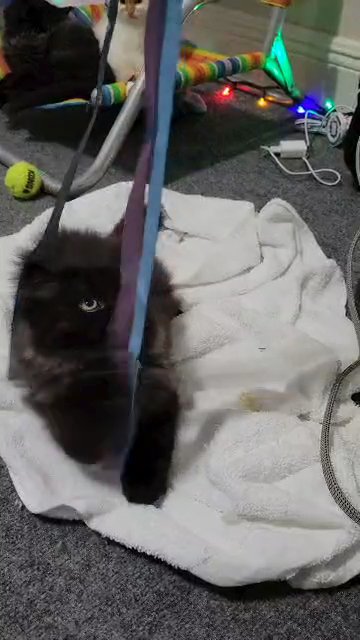 Himalayan Persians