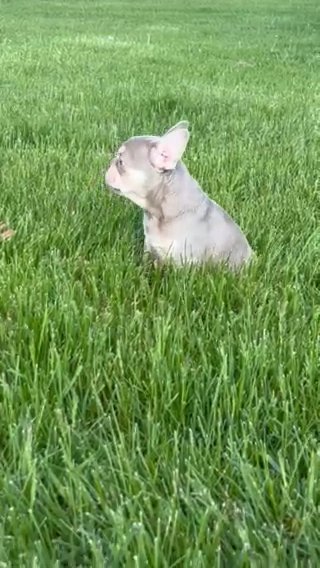 New Shade Isabella Tan Carry Fluffy And Cream Female French Bulldog