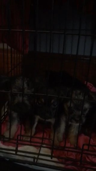 &300 Mix Frenchie And Yorkie