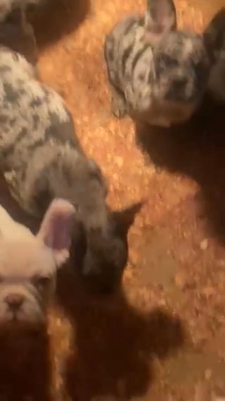 French Bulldog Puppies